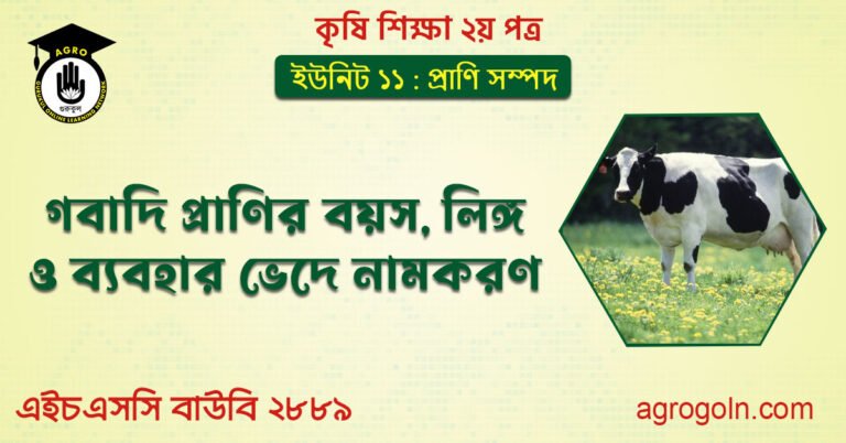 গবাদি প্রাণির বয়স, লিঙ্গ ও ব্যবহার ভেদে নামকরণ