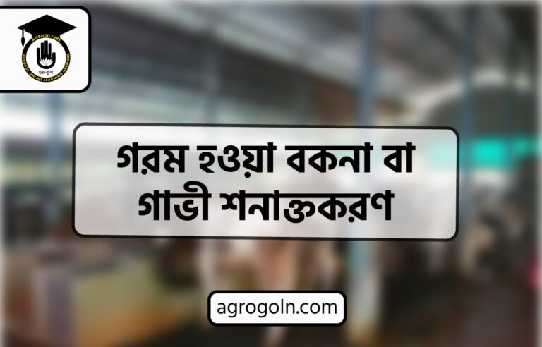 গরম হওয়া বকনা বা গাভী শনাক্তকরণ