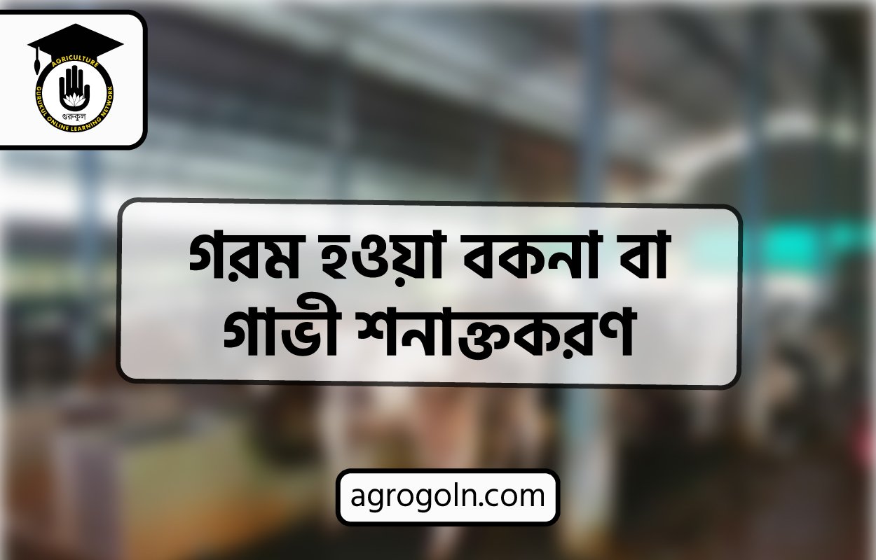 গরম হওয়া বকনা বা গাভী শনাক্তকরণ