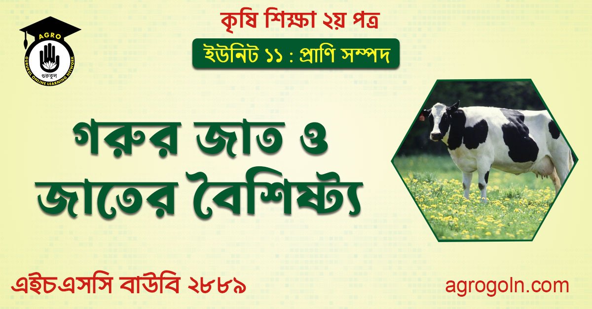 গরুর জাত ও জাতের বৈশিষ্ট্য