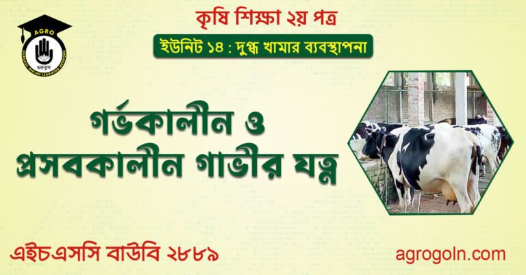 গর্ভকালীন ও প্রসবকালীন গাভীর যত্ন