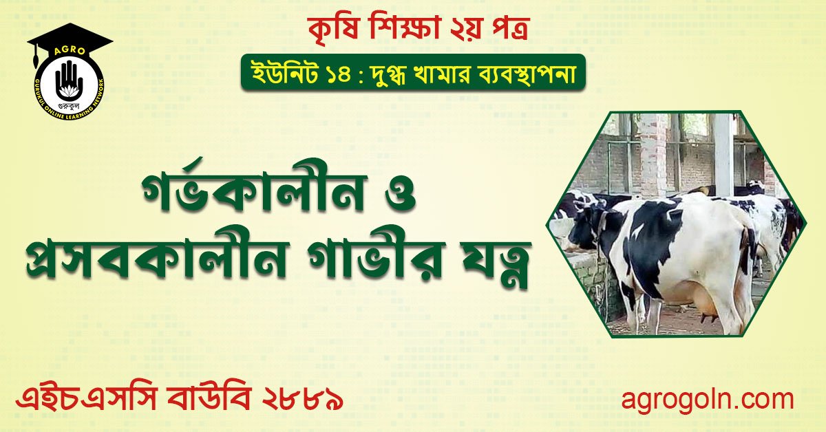 গর্ভকালীন ও প্রসবকালীন গাভীর যত্ন 1 গর্ভকালীন ও প্রসবকালীন গাভীর যত্ন