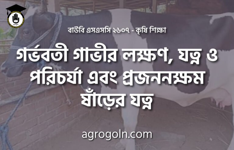 গর্ভবতী গাভীর লক্ষণ, যত্ন ও পরিচর্যা এবং প্রজননক্ষম ষাঁড়ের যত্ন