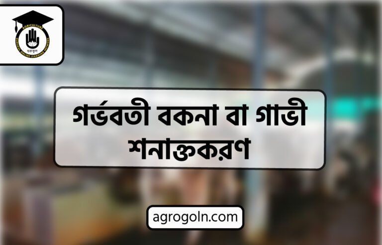 গর্ভবতী বকনা বা গাভী শনাক্তকরণ