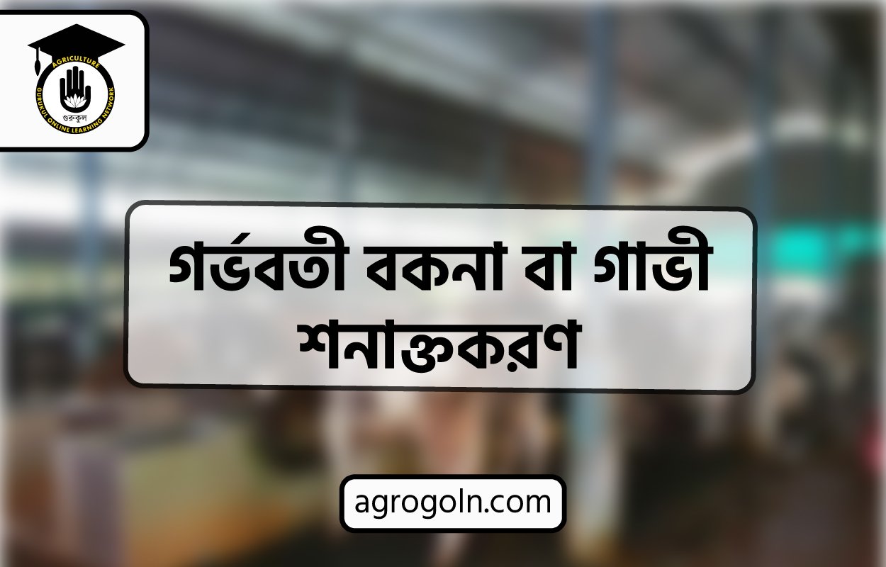 গর্ভবতী বকনা বা গাভী শনাক্তকরণ