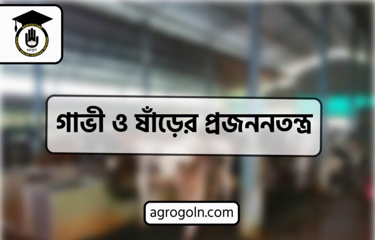 গাভী ও ষাঁড়ের প্রজননতন্ত্র
