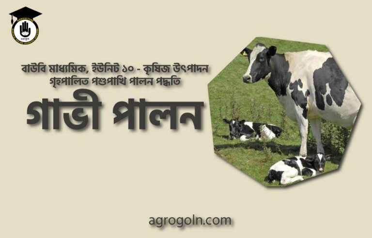 গাভী পালন