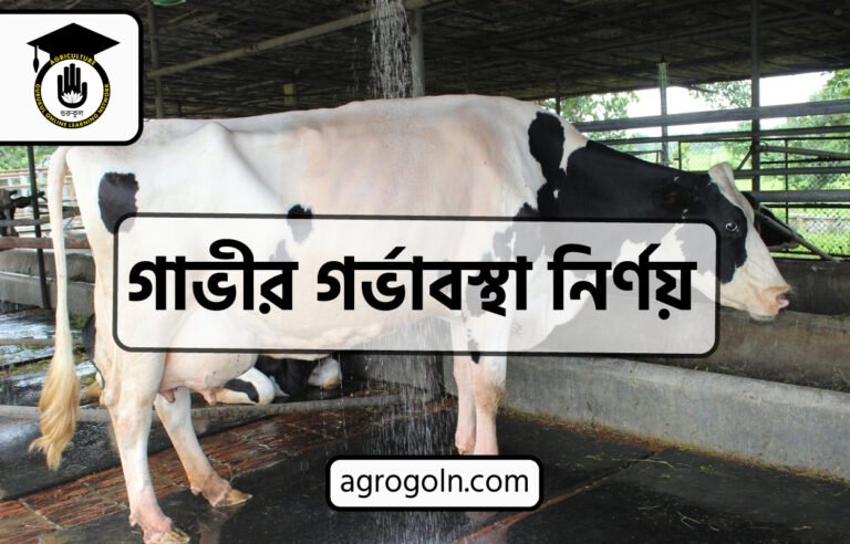 গাভীর গর্ভাবস্থা নির্ণয়