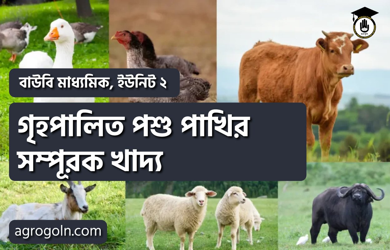 গৃহপালিত পশু পাখির সম্পূরক খাদ্য