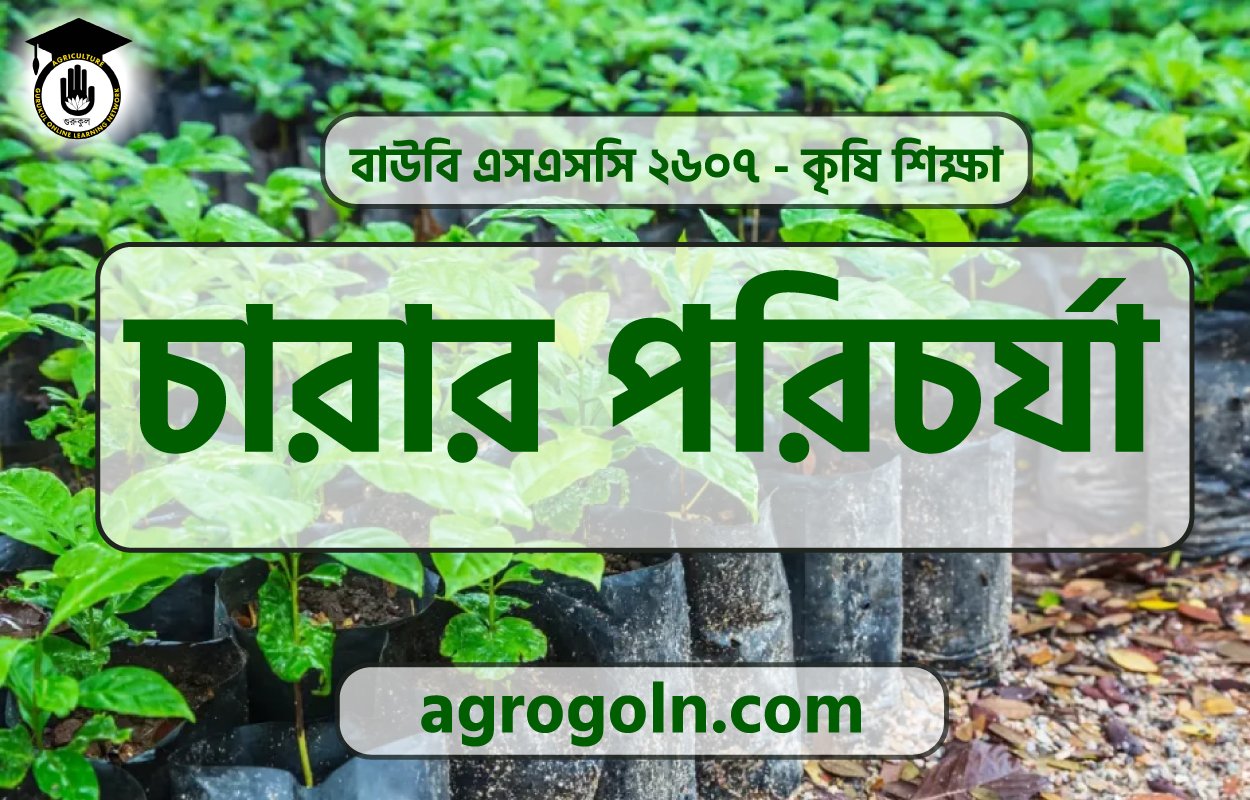 চারার পরিচর্যা