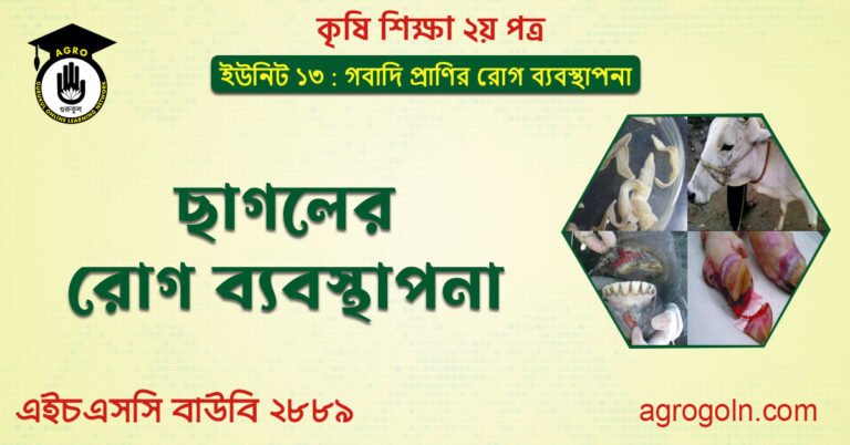 ছাগলের রোগ ব্যবস্থাপনা