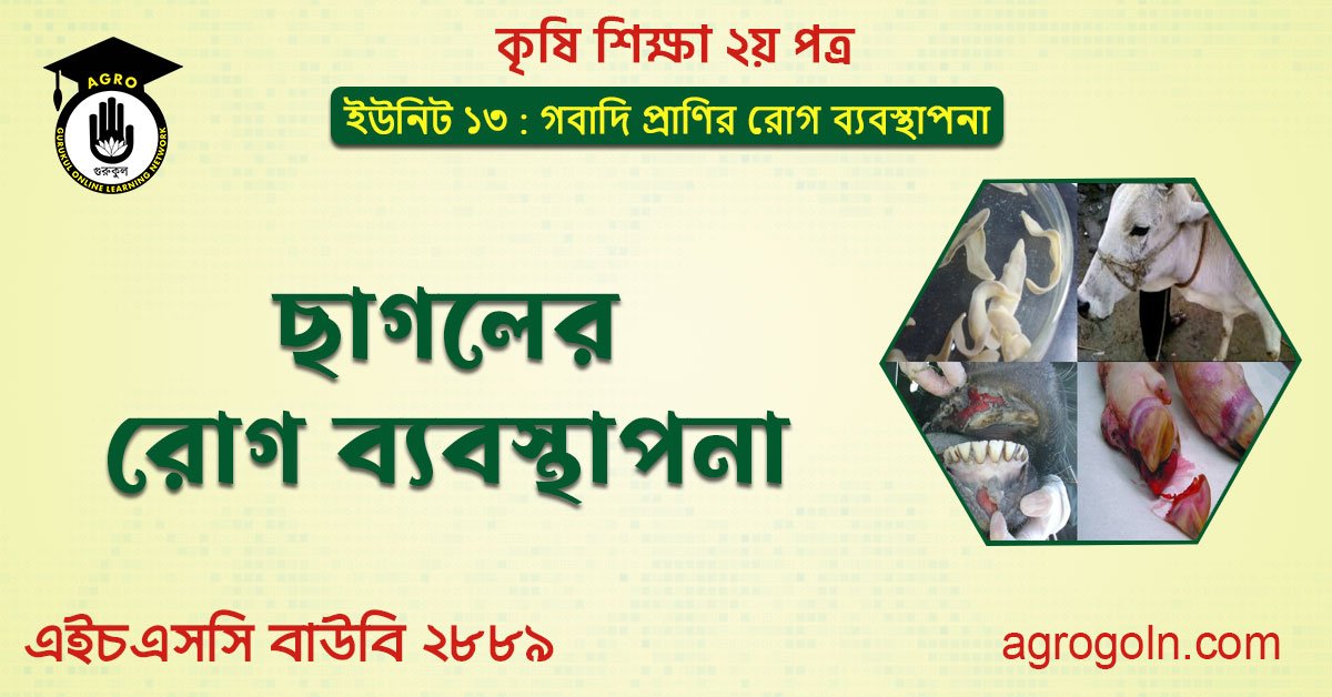 ছাগলের রোগ ব্যবস্থাপনা 1 ছাগলের রোগ ব্যবস্থাপনা