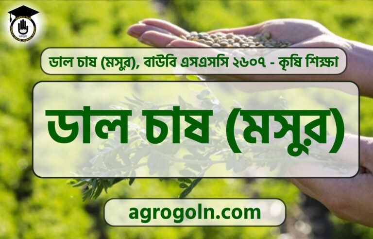 ডাল চাষ (মসুর)