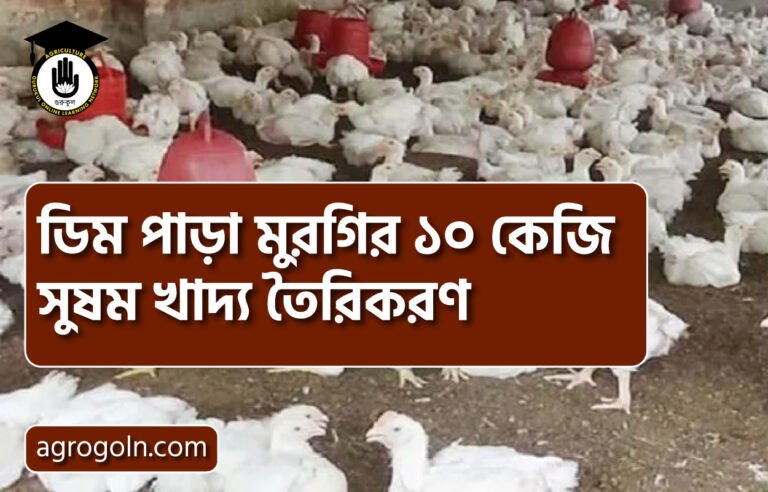 ডিম পাড়া মুরগির ১০ কেজি সুষম খাদ্য তৈরিকরণ