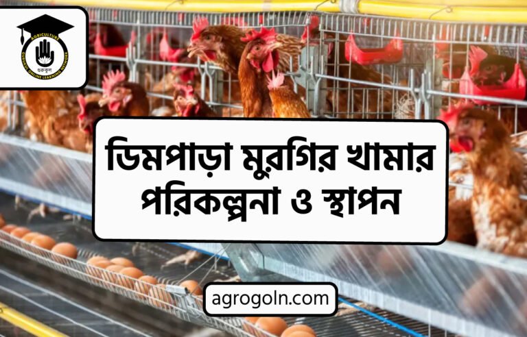 ডিমপাড়া মুরগির খামার পরিকল্পনা ও স্থাপন