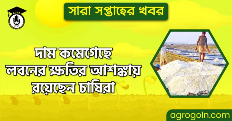 দাম কমেগেছে লবনের ক্ষতির আশঙ্কায় রয়েছেন চাষিরা