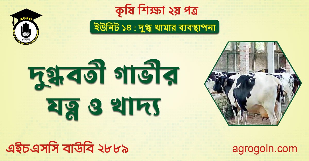 দুগ্ধবতী গাভীর যত্ন ও খাদ্য