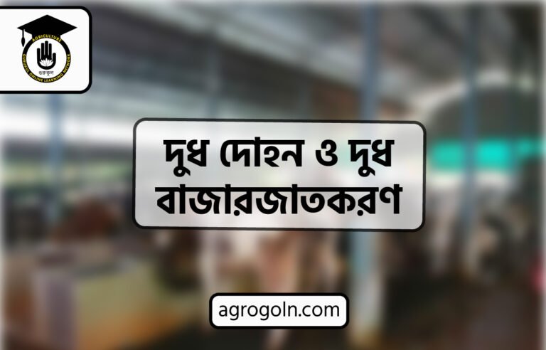দুধ দোহন ও দুধ বাজারজাতকরণ