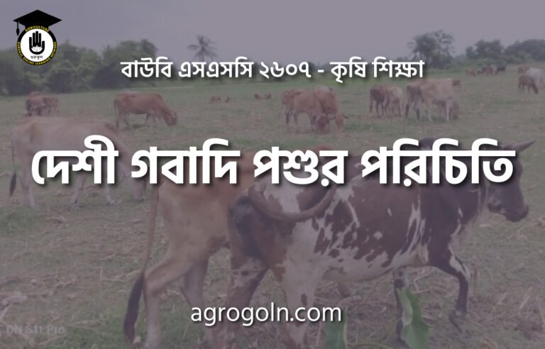 দেশী গবাদি পশুর পরিচিতি