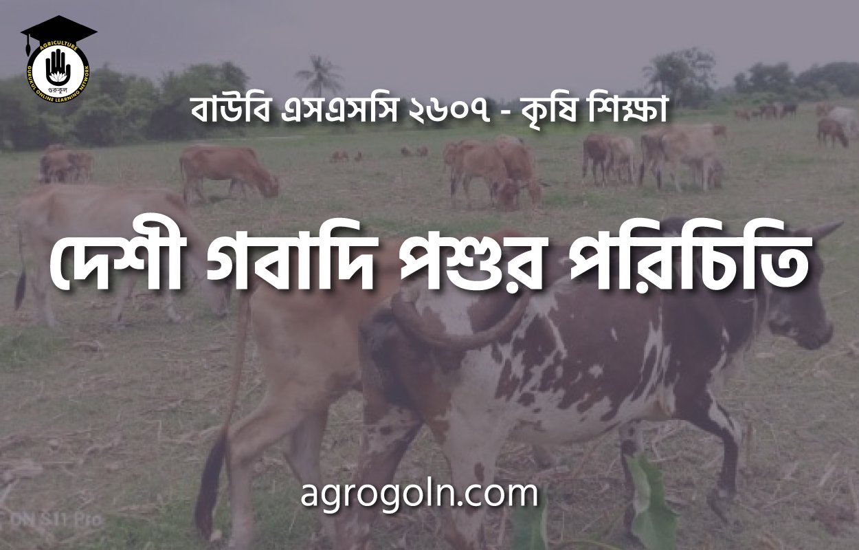 দেশী গবাদি পশুর পরিচিতি