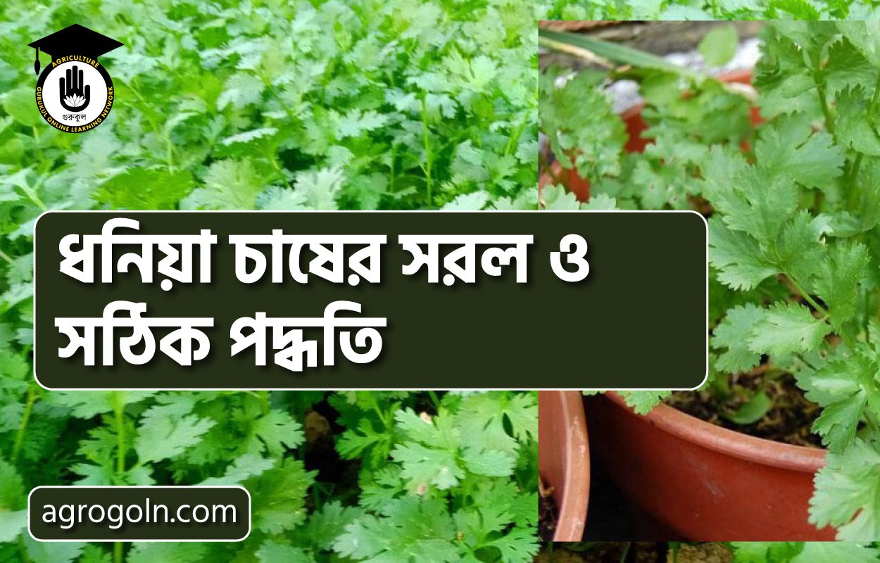 ধনিয়া চাষের সরল ও সঠিক পদ্ধতি