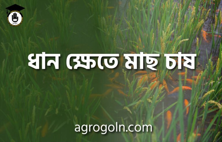 ধান ক্ষেতে মাছ চাষ
