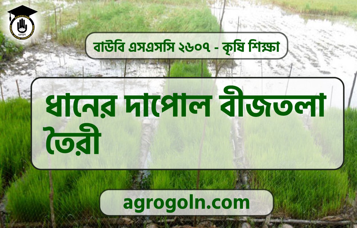ধানের দাপোল বীজতলা তৈরী