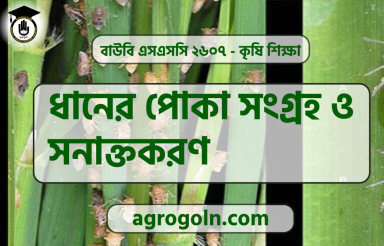ধানের পোকা সংগ্রহ ও সনাক্তকরণ