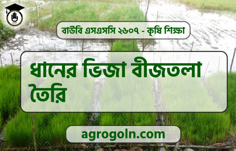 ধানের ভিজা বীজতলা তৈরি