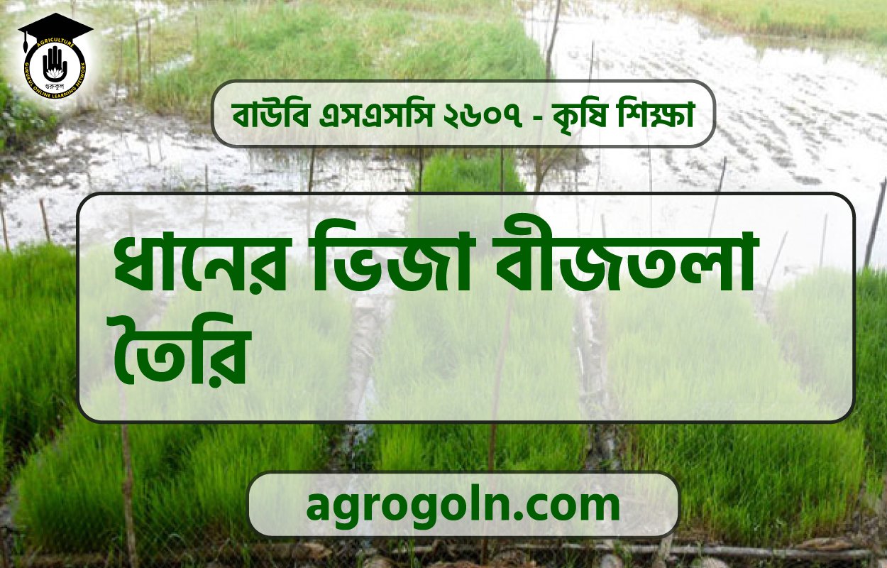 ধানের ভিজা বীজতলা তৈরি