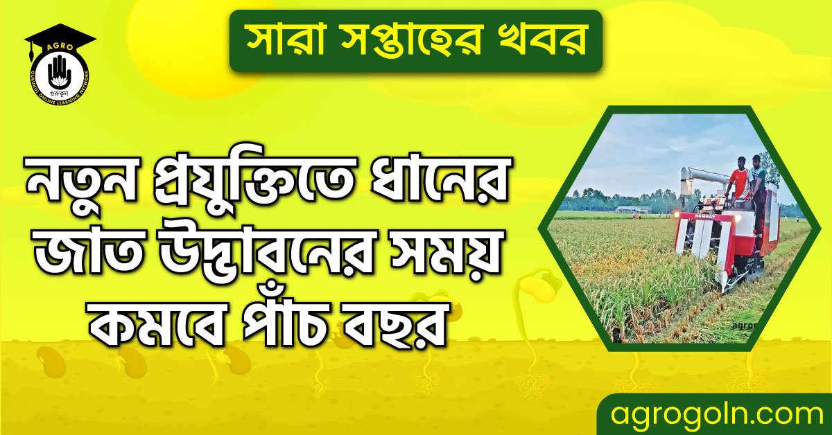 নতুন প্রযুক্তিতে ধানের জাত উদ্ভাবনের সময় কমবে পাঁচ বছর