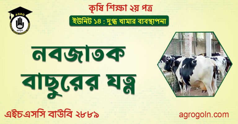 নবজাতক বাছুরের যত্ন