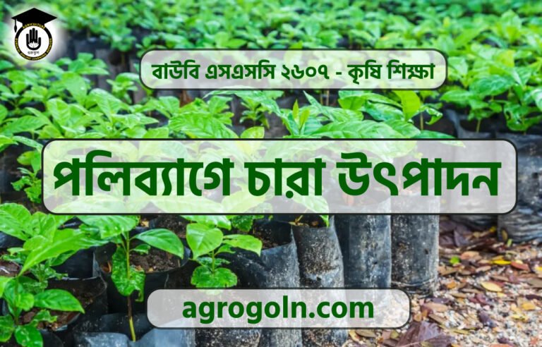 পলিব্যাগে চারা উৎপাদন