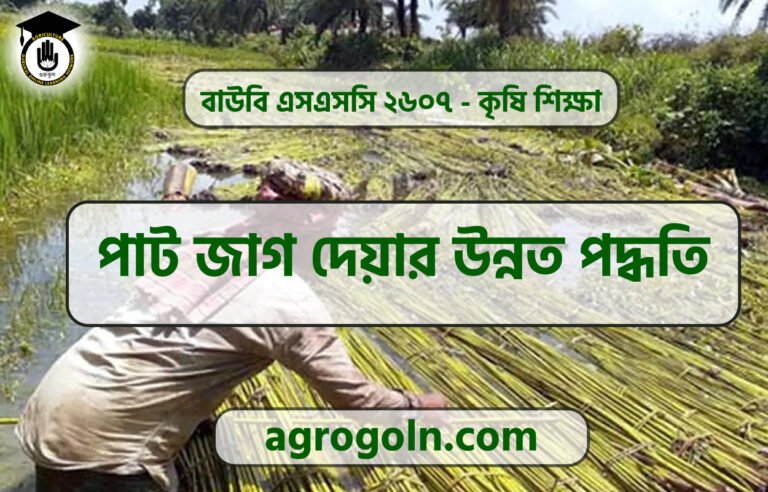 পাট জাগ দেয়ার উন্নত পদ্ধতি