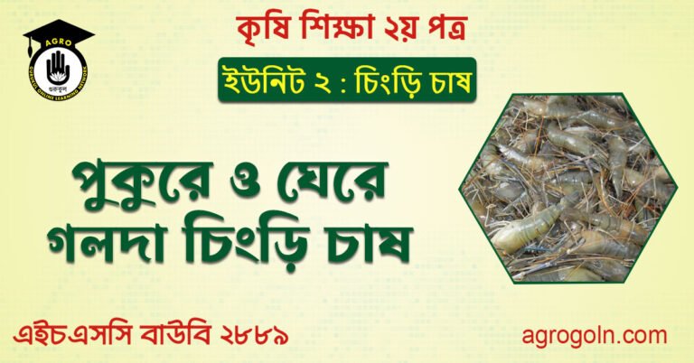 পুকুরে ও ঘেরে গলদা চিংড়ি চাষ