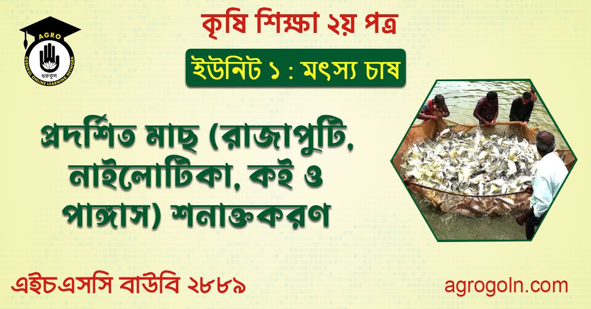 প্রদর্শিত মাছ (রাজপুটি, নাইলোটিকা কই ও পাঙ্গাস) শনাক্তকরণ ব্যবহারিক