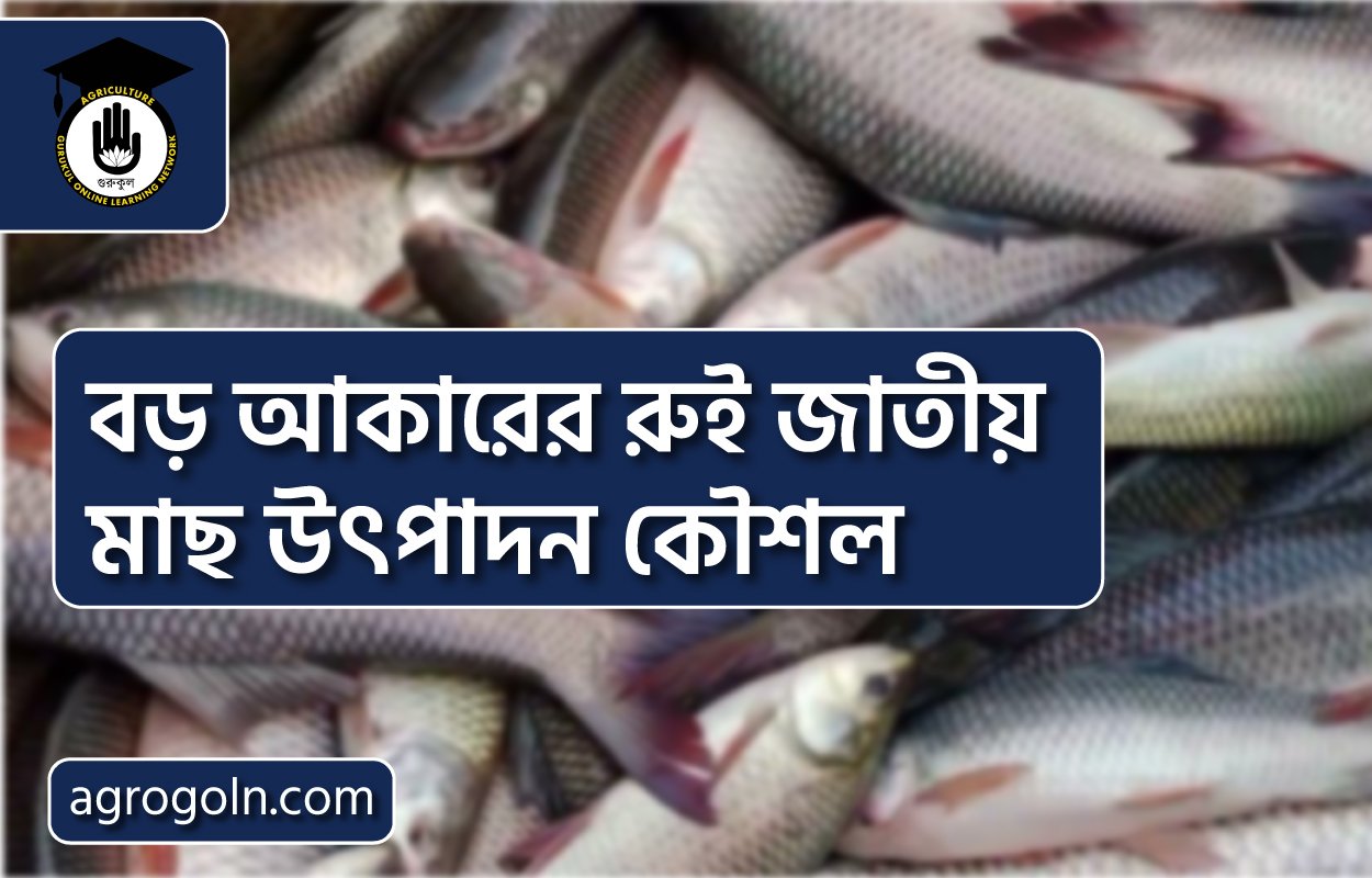বড় আকারের রুই জাতীয় মাছ উৎপাদন কৌশল