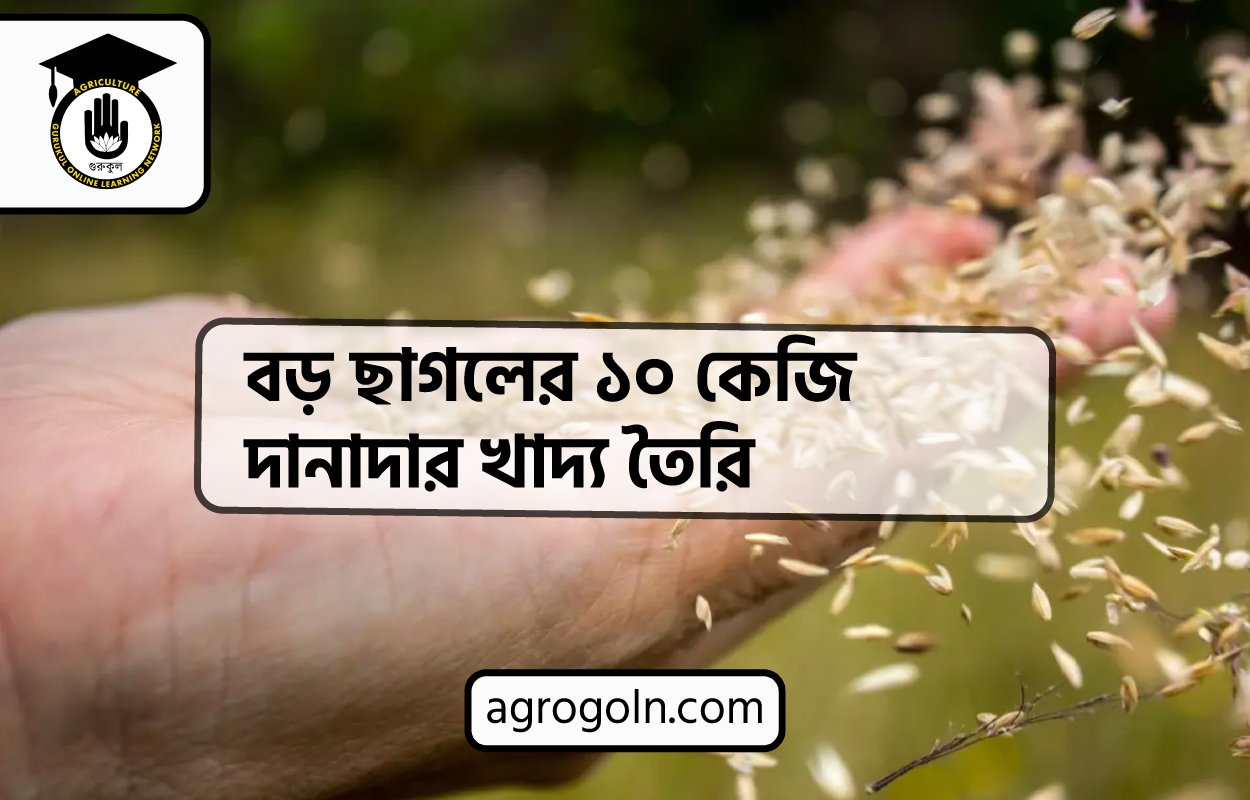 বড় ছাগলের ১০ কেজি দানাদার খাদ্য তৈরি