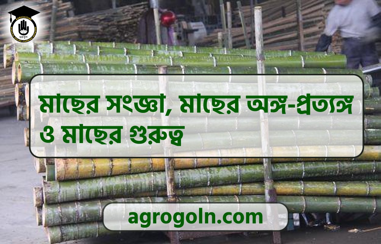 বাঁশ ও কাঠ পরিশোধন ( ট্রিটমেন্ট)