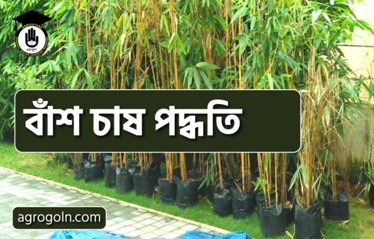 বাঁশ চাষ পদ্ধতি