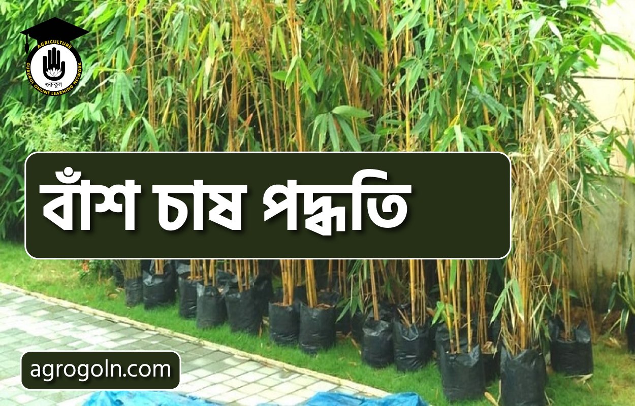 বাঁশ চাষ পদ্ধতি 1 বাঁশ চাষ পদ্ধতি