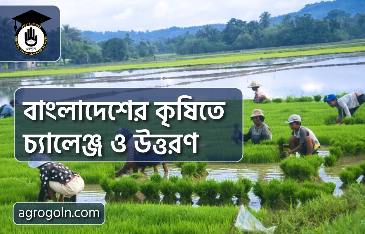 বাংলাদেশের কৃষিতে চ্যালেঞ্জ ও উত্তরণ