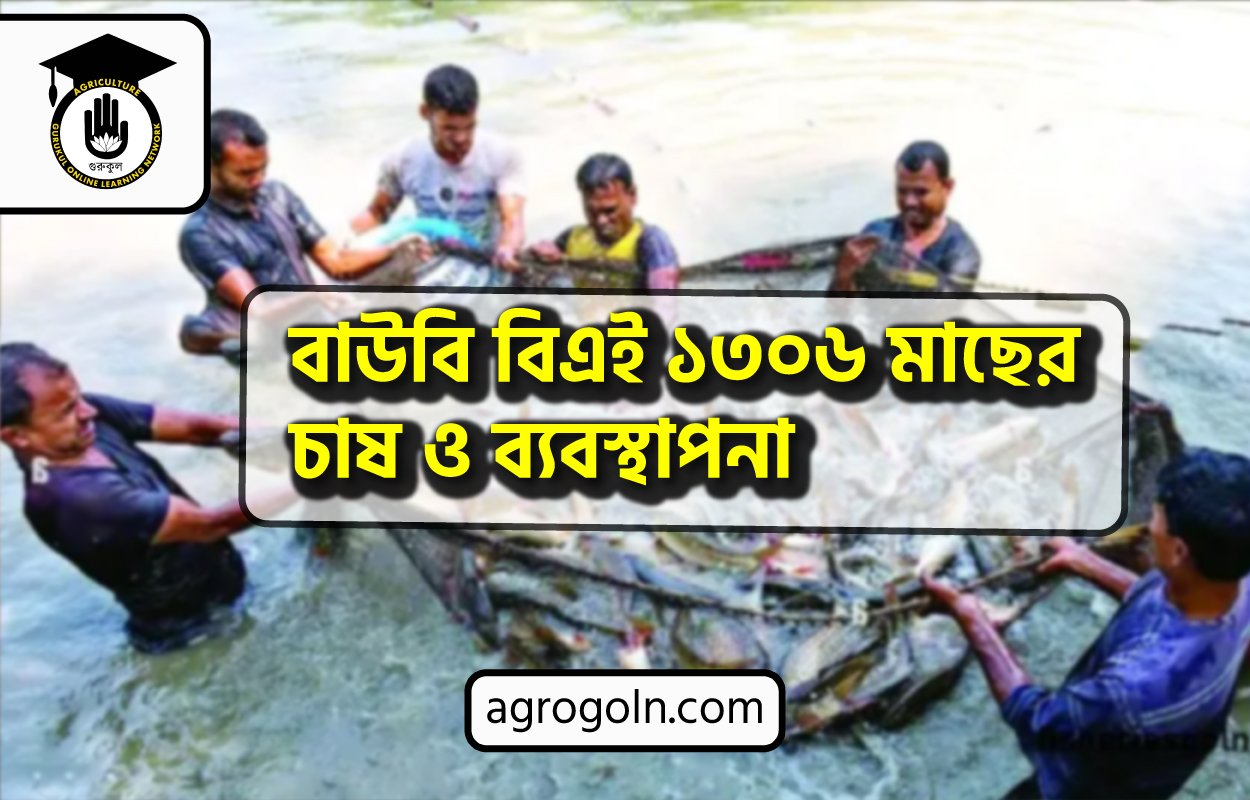 বাউবি বিএই ১৩০৬ মাছের চাষ ও ব্যবস্থাপনা