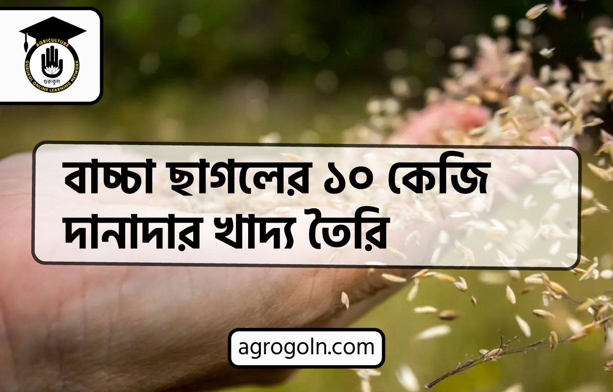 ব্যবহারিক: বাচ্চা ছাগলের ১০ কেজি দানাদার খাদ্য তৈরি 1 বাচ্চা ছাগলের ১০ কেজি দানাদার খাদ্য তৈরি