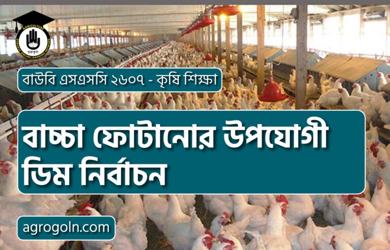 বাচ্চা ফোটানোর উপযোগী ডিম নির্বাচন