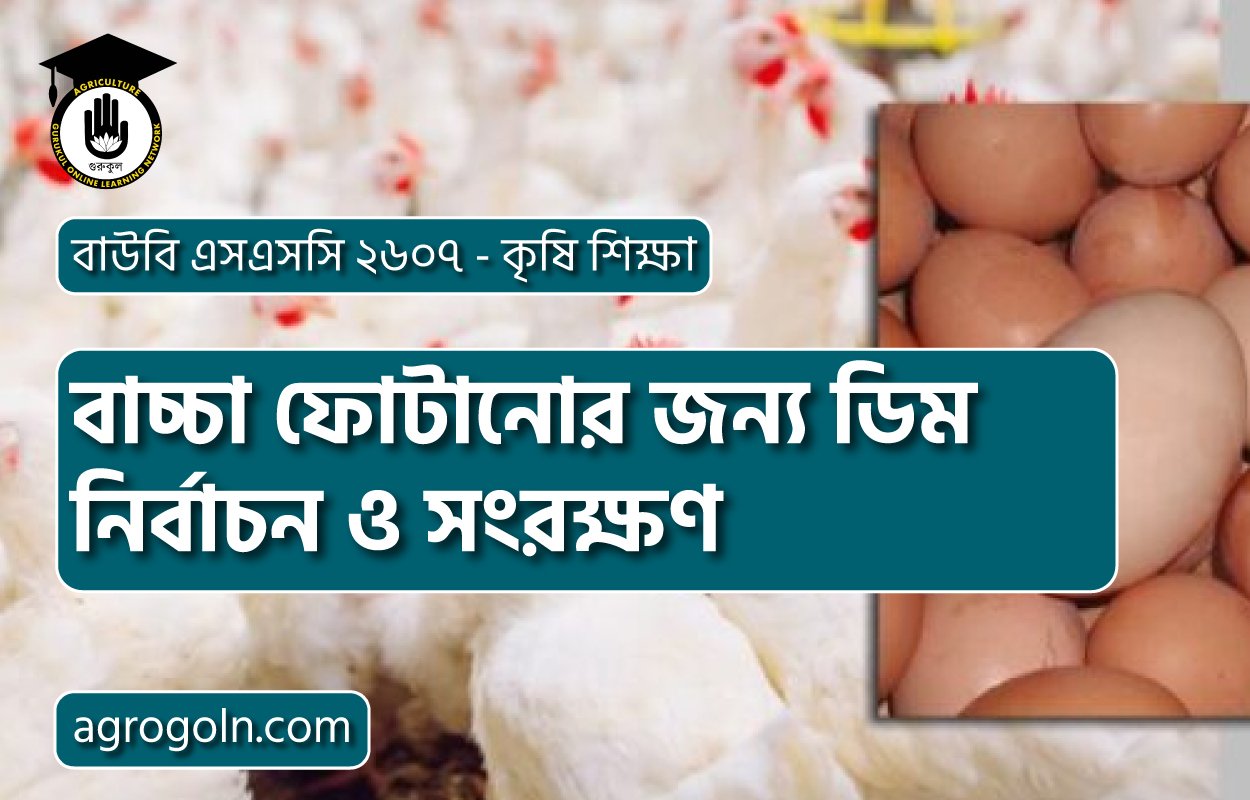 বাচ্চা ফোটানোর জন্য ডিম নির্বাচন ও সংরক্ষণ