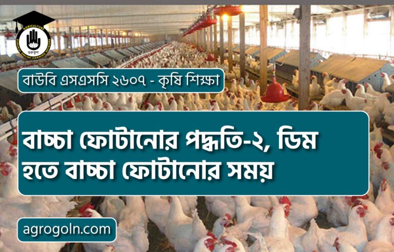 বাচ্চা ফোটানোর পদ্ধতি-২, ডিম হতে বাচ্চা ফোটানোর সময়