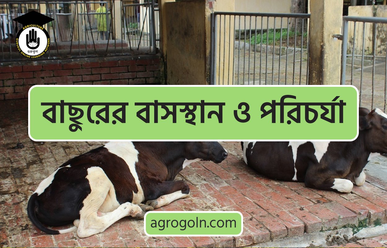 বাছুরের বাসস্থান ও পরিচর্যা