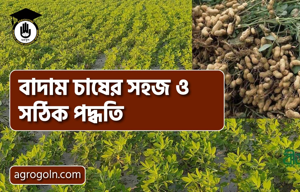 বাদাম চাষের সহজ ও সঠিক পদ্ধতি