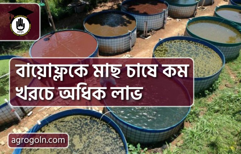 বায়োফ্লকে মাছ চাষে কম খরচে অধিক লাভ